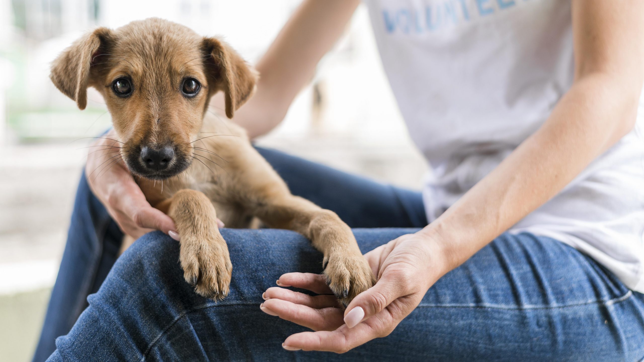 cute-rescue-dog-shelter-being-held-by-woman