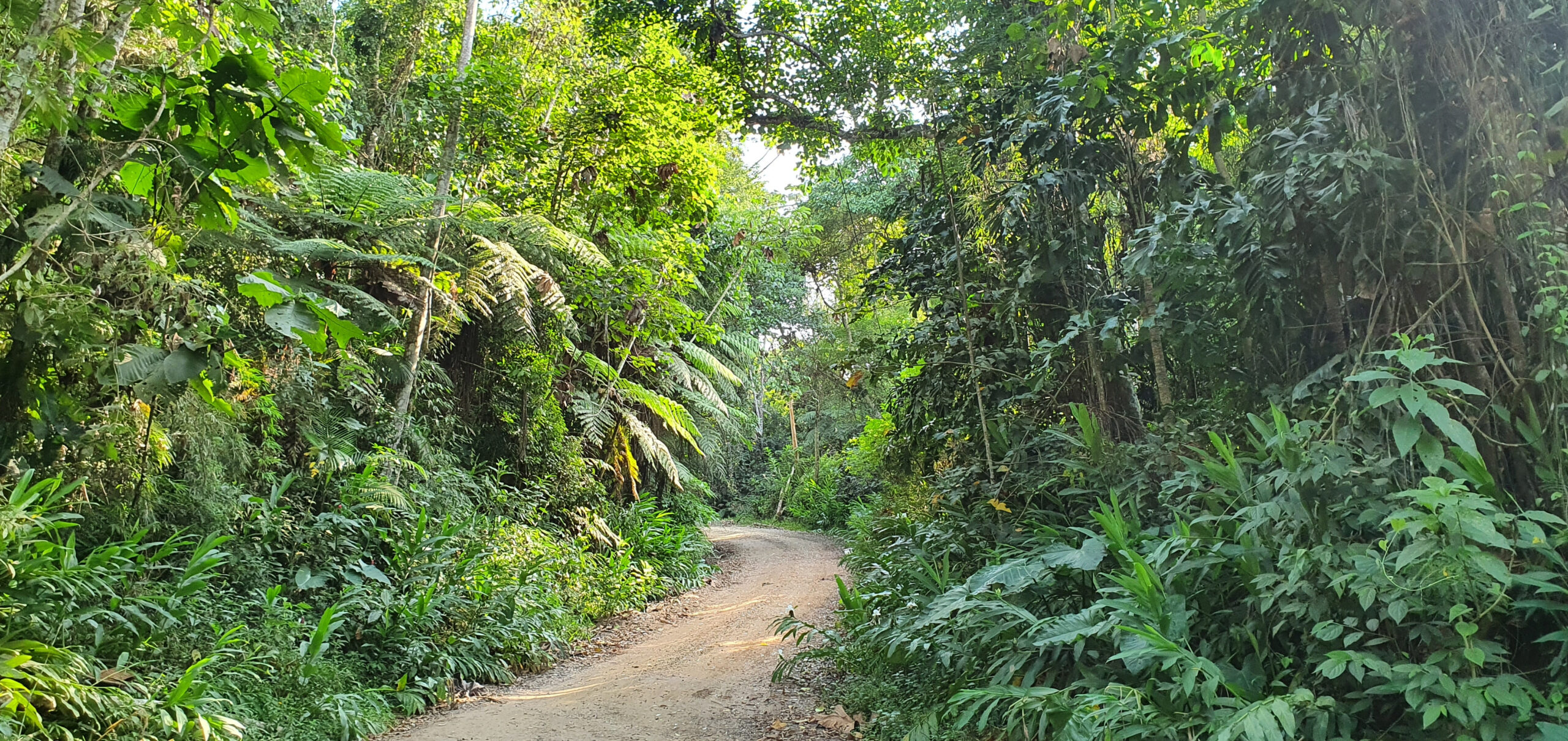 Prefeitura abre inscrições para Conselho Gestor do Parque Augusto Ruschi