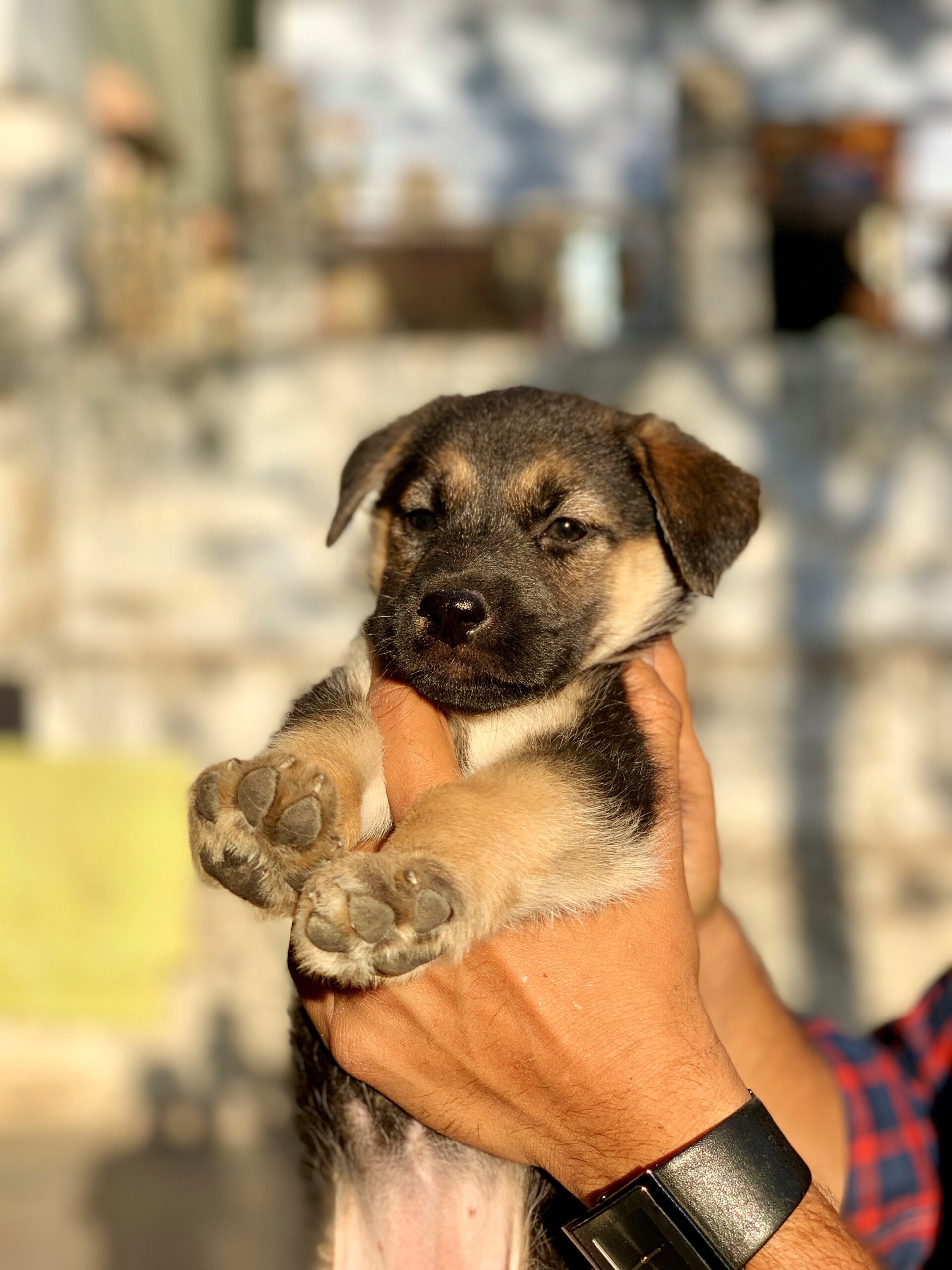 Shopping Centro recebe feira de adoção de cães e gatos neste sábado (08) em São José dos Campos