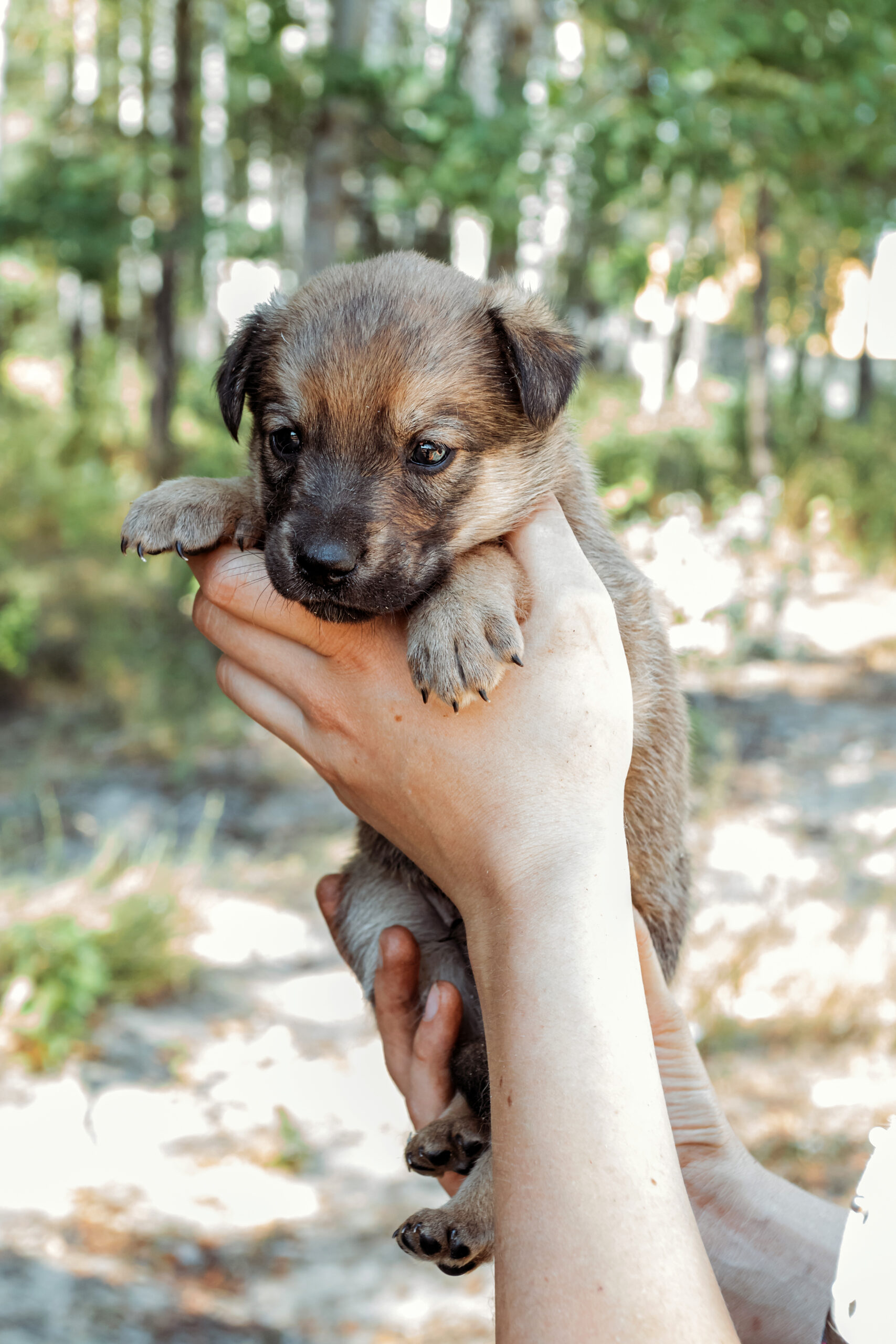 Cute little puppy in the hands of girl.