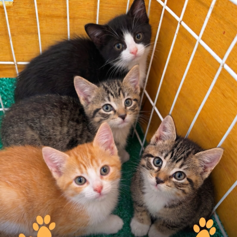 Adoção de pets acontece neste sábado (26) no CenterVale Shopping