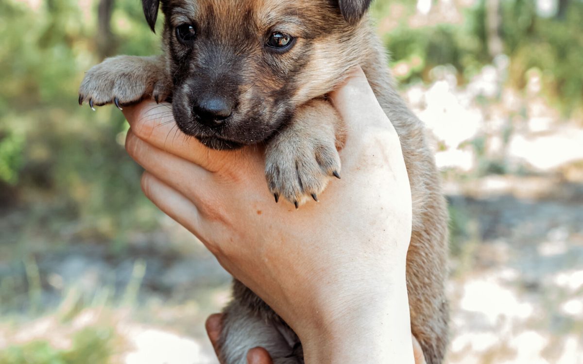 Cute little puppy in the hands of girl.