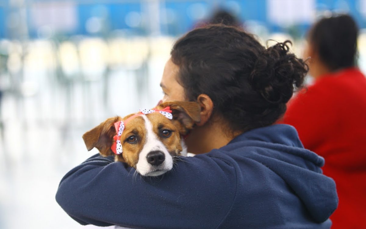 São José abre 1.000 vagas para castração gratuita de cães e gatos nesta terça (7)